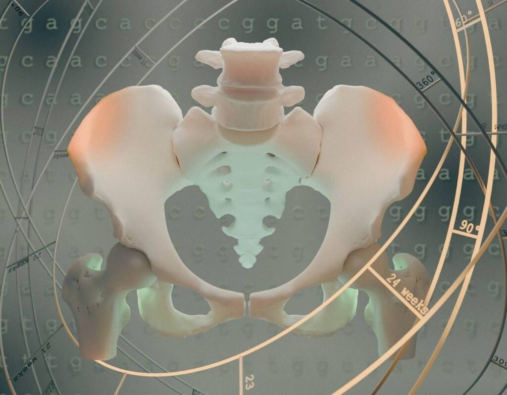 Pelvis.