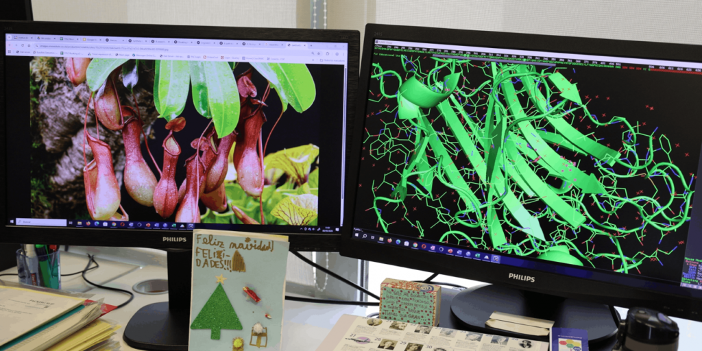  Planta Nepenthes y molécula celiacasa. / CSIC Cataluña 